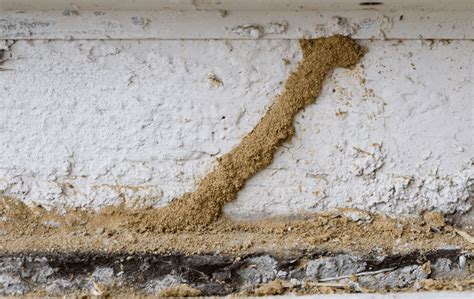Otherwise, our bids are good for 60 days. Wood-Destroying Organisms Inspections & Reporting For ...