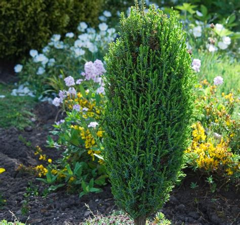 Top 10 Evergreen Shrubs For Small Gardens 2022