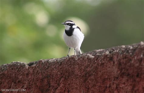 African Pied Wagtail Motacilla Aguimp Black And White Bird With A
