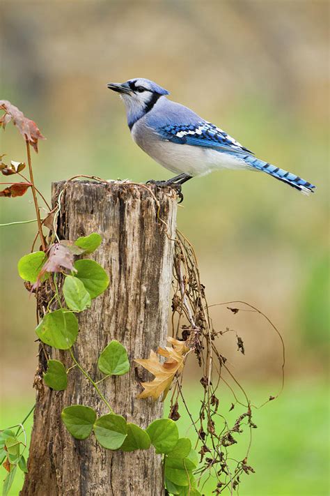 Beauty Rendezvous Blue Jay By Larry Ditto
