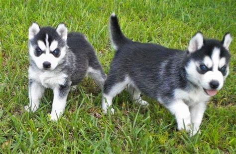 They'll grow into tireless working dogs. Siberian Husky Puppies For Sale | Beaumont, TX #152269