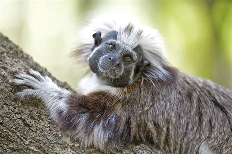 Proyecto Tití El Esfuerzo Por Proteger A Un Primate Y A Un Bosque En