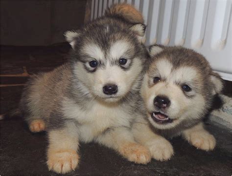 They seldom meet a stranger and love being with people. malamute puppies for sale near me