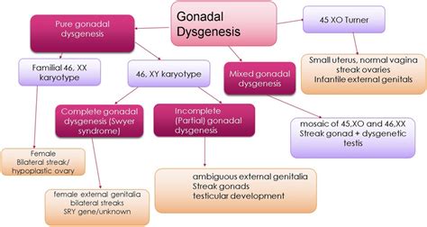 classification of gonadal dysgenesis gonadal dysgenesis could be download scientific diagram