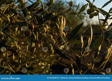 Close Up Of Olives On An Olive Tree Olea Europea Stock Photo Image