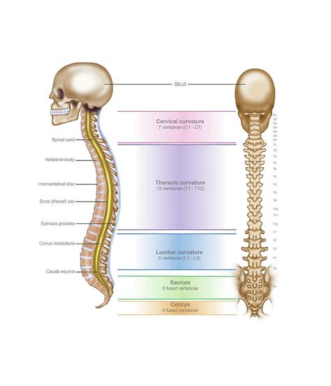 Human Skeleton Vertebral Column Thoracic Vertebrae Anatomy D Sexiz Pix