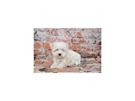 Maltese Dog Female White 3895366 Petland Dunwoody