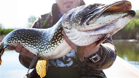 Tips For Catching Big Fish From Your Kayak