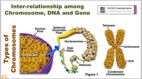Class10 Biology Inter Relationship Among Chromosome Dna And Gene