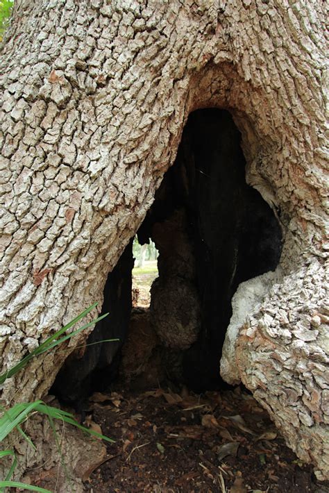 Tree Cave Photography Art Gary Mullane Photography