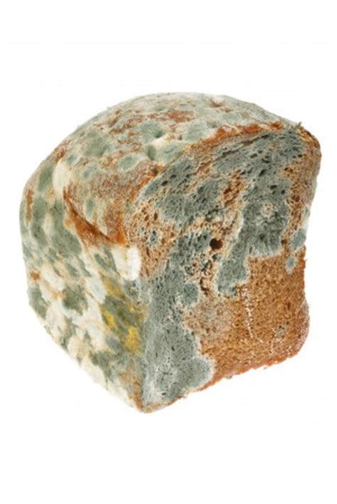 Ingestion of mold, black or otherwise is of little significance. Is moldy food toxic to dogs? Mycotoxin Poisoning in Dogs ...