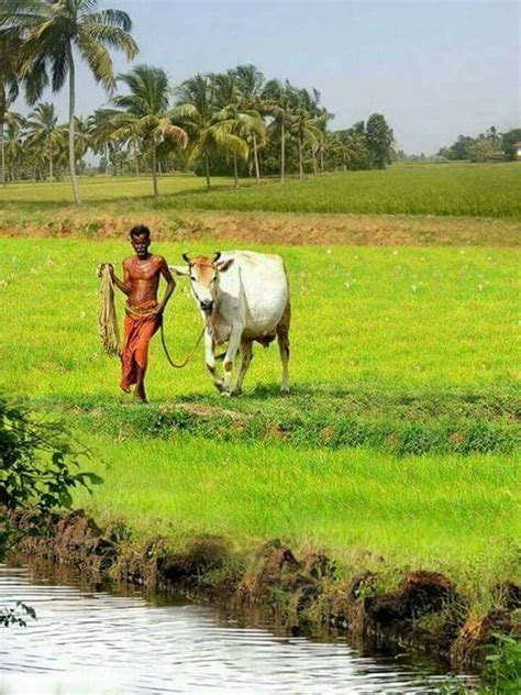Farmer Nd His Soulmate With Images Amazing India Indian Village