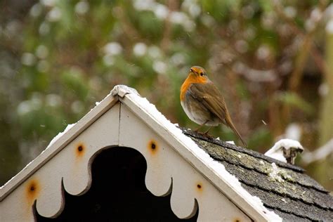 Robin Barn Birdhouses Bird Houses Bird Cages
