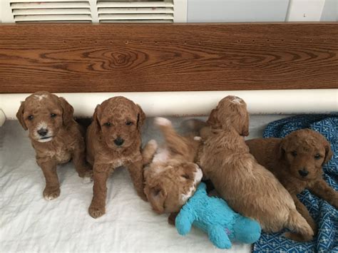 Sweet, gentle, and family friendly dogs with hypoallergenic coats. Available Puppies - GOLDENDOODLESTHELEWISWAY