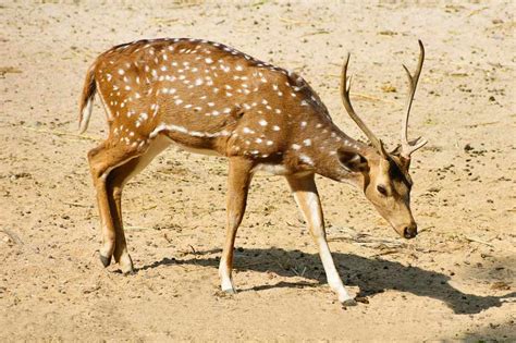Sika Deer Cervus Nippon Species Information And Habitat