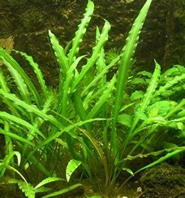 They keep the water chemistry more balanced and provide scenery for you and. Cryptocoryne Spiralis - Freshwater Live Aquarium Plant ...