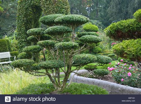 First, a humidity tray is strongly recommended for these trees. Japanese holly (Ilex crenata), garden bonsai Stock Photo ...