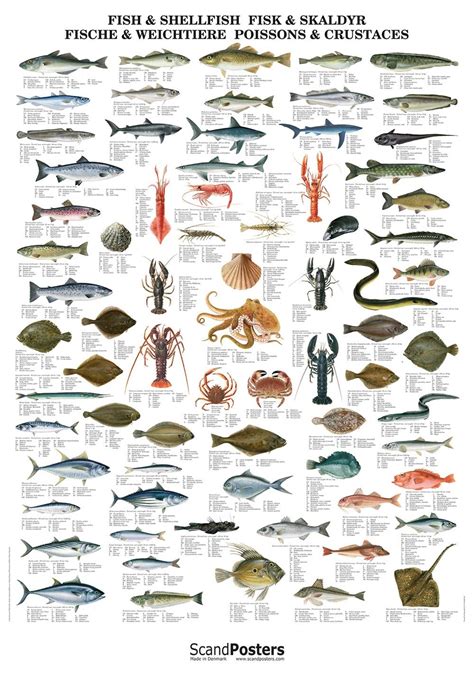 Atlantic Fish And Shellfish Poster Fishing For Beginners Fish Bass