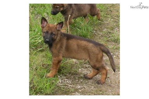 Red Sable German Shepherd Puppies Old Fashioned Giant German Shepherd