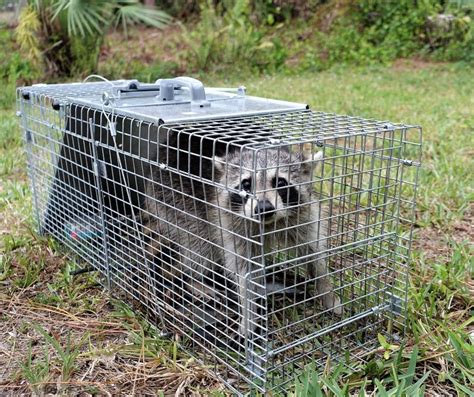 Expert Raccoon Removal Services Protect Your Home With Wildlife Pro