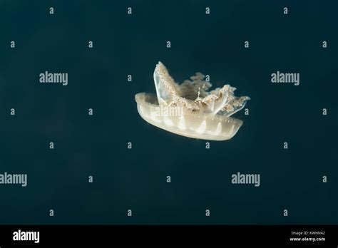 Upside Down Jellyfish Moving Through The Water Stock Photo Alamy