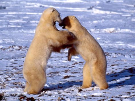 Decoding Polar Bear Behavior Blog Posts Wwf