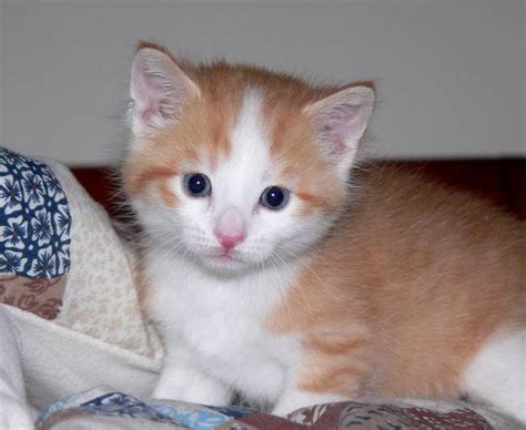 Intestinal parasites, or worms, commonly occur in kittens and cats. Yellow and White Kitten with blue eyes by Cindy Ford