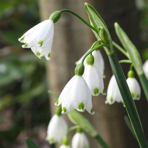 Get the best deals on spring perennial seeds & bulbs. Leucojum Aestivum Summer Snowflake Bulbs Perennial Spring ...