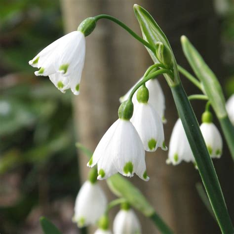 A blue vase with yellow and white. Leucojum Aestivum Summer Snowflake Bulbs Perennial Spring ...