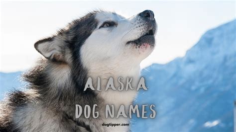 265 Alaskan Dog Names For Malamutes Huskies Klee Kai And More