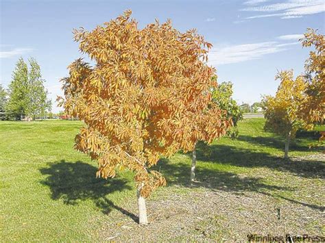 Gardening Manitoba Shows Its Colours Winnipeg Free