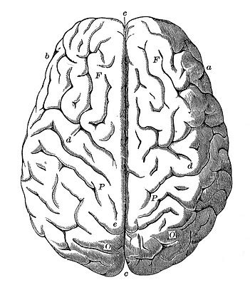 Vintage Anatomy Images - Human Brain - The Graphics Fairy