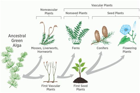 Evolution Of Plants Qr Learning Platform