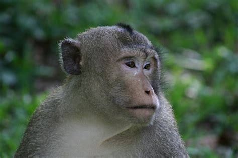 Monkey Angkor Wat Cambodia Chem7 Flickr