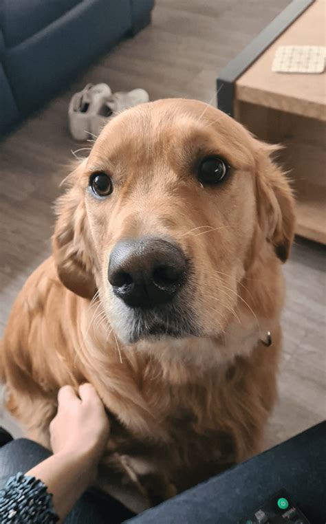 could never say no to those eyes 🥺 r goldenretrievers