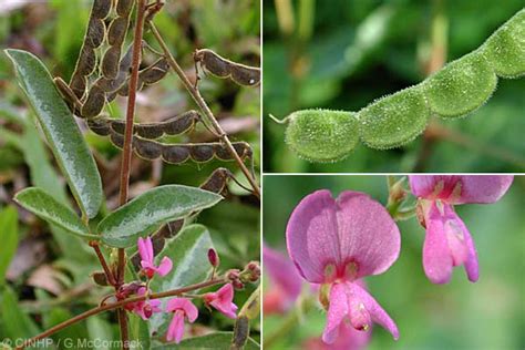 Vypočuj si banda carrapichood carrapicho na deezeri. Horta e Jardim: Controle de Plantas Daninhas em Gramados