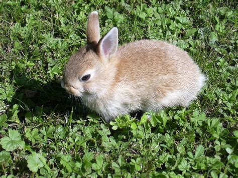 Animals Wallpapers: small animals for pets