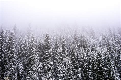 Mountains Winter Forest Fit Tree Forest Covered In Fog Mist Stock