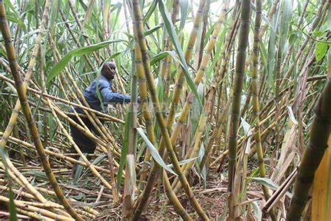 Kenya Sugarcane Farmers To Be Paid Us 25m From Outstanding Debts Farmers Review Africa