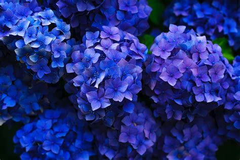 Wallpaper Id Intensely Blue Hydrangea Flowers Seen From Above
