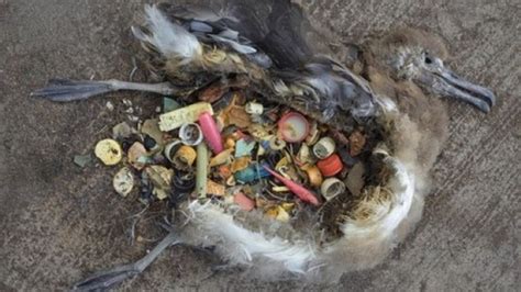 Seabirds Are Eating Plastic Litter In Our Oceans But Not Only Where