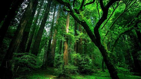Nature Green Forest Wallpapers Top Free Nature Green Forest Backgrounds Wallpaperaccess
