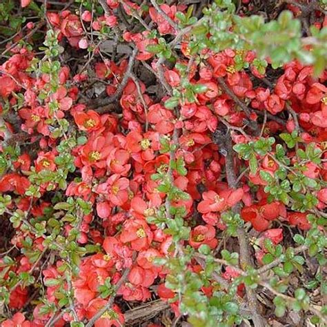 How To Grow Flowering Quince Chaenomeles Gardeners Path