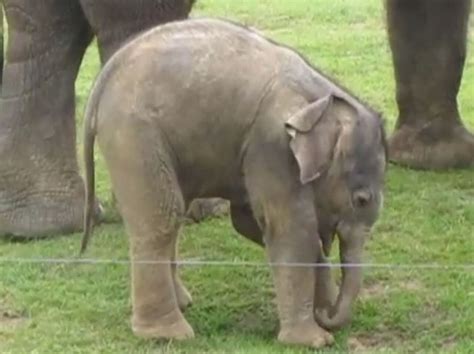 Viral Video Baby Elephant Learns To Walk