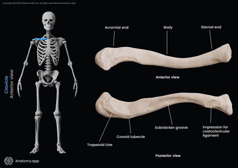 Clavicle Encyclopedia Anatomyapp Learn Anatomy 3d Models
