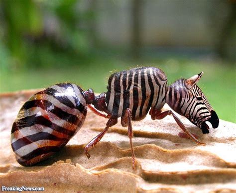 Zebra Ant Hybridanimals