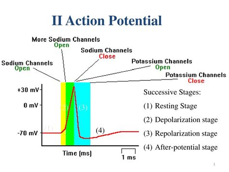 PPT - II Action Potential PowerPoint Presentation, free download - ID ...