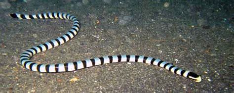 Belchers Sea Snake Hydrophis Belcheri Is Beautiful And Venomous