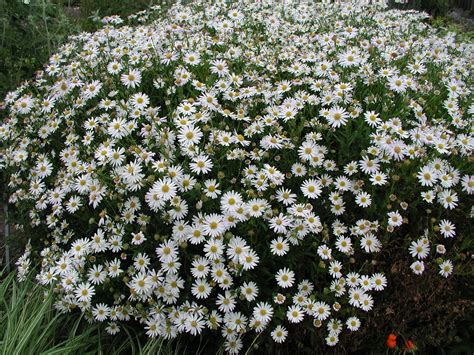 Ein weißer garten ist bei weitem nicht langweilig, sondern birgt das potenzial zu einer traumhaften grün(bzw. Weißer Garten