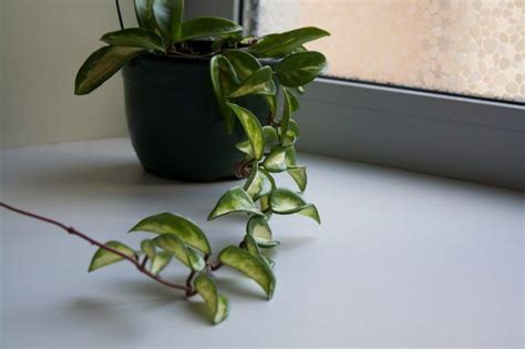 It is permissible to keep a cactus plant in one's home. How to Care for a Golden Pothos | How Does Your Garden ...